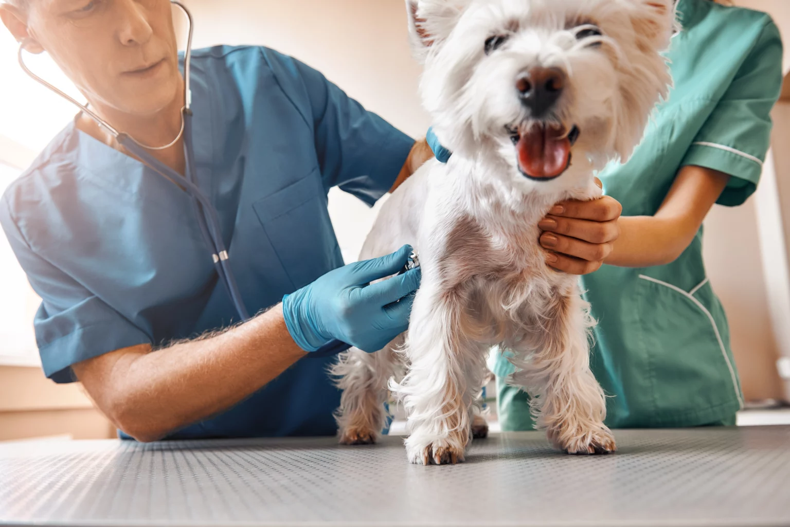The Modern Veterinary Concierge: Redefining Medical Care for Companion Animals