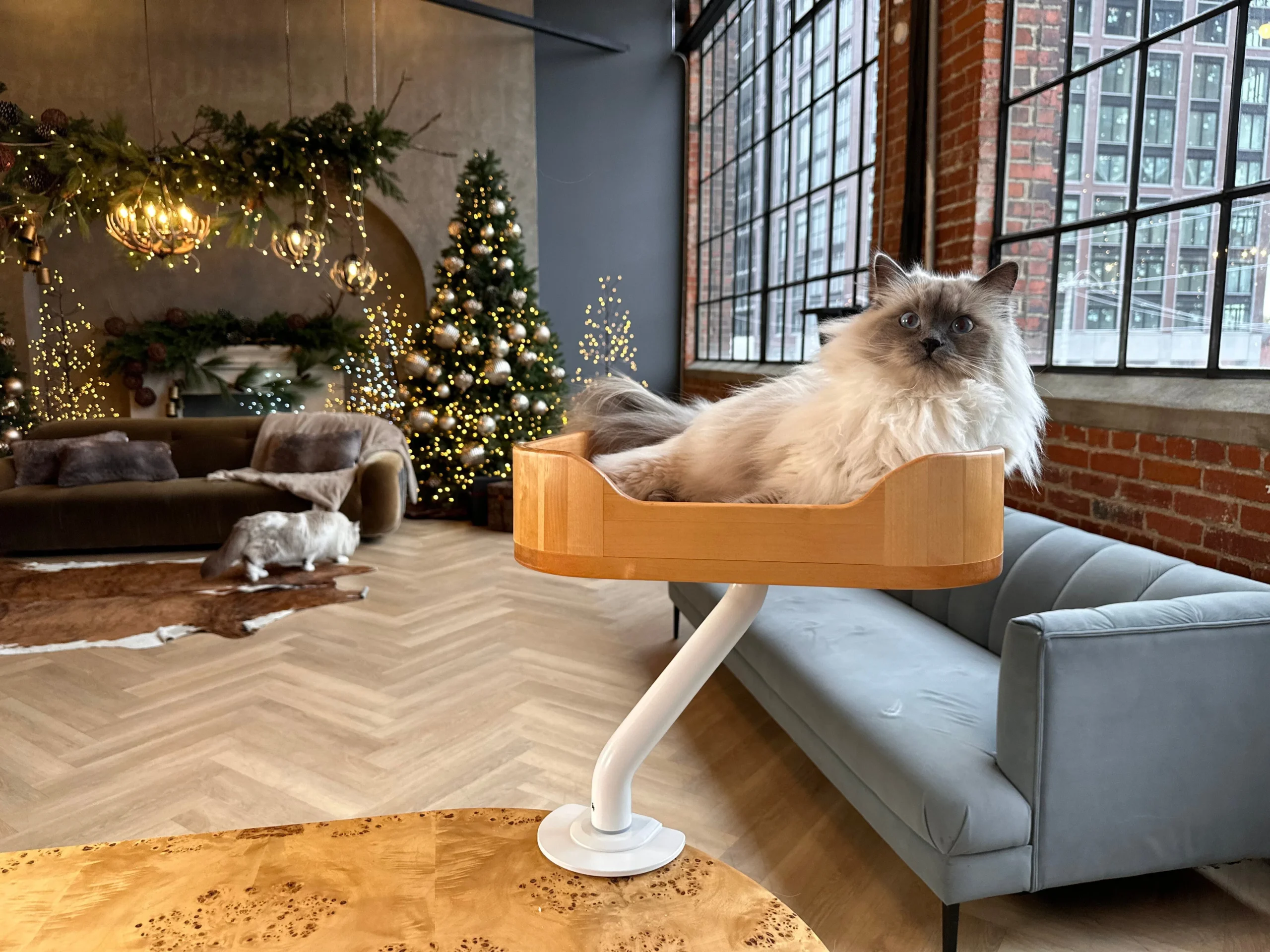 The Feline Mystique: Cultivating a Luxurious Indoor Environment for Your Cat