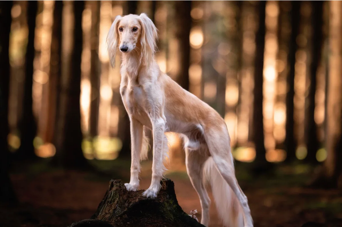 The Royal Canines: A Guide to Aristocratic Breeds and Their Heritage